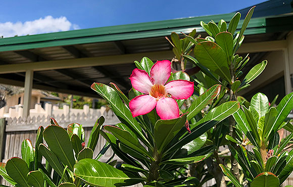 Disaster / Cyclone Clean-Up